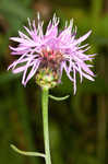 Spotted knapweed